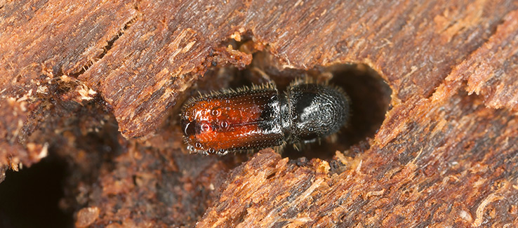 role of elm bark beetles in dutch elm disease