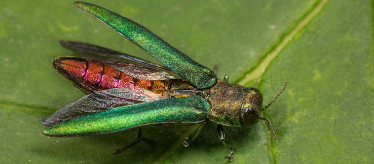 Emerald ash borer with wings open on a leaf
