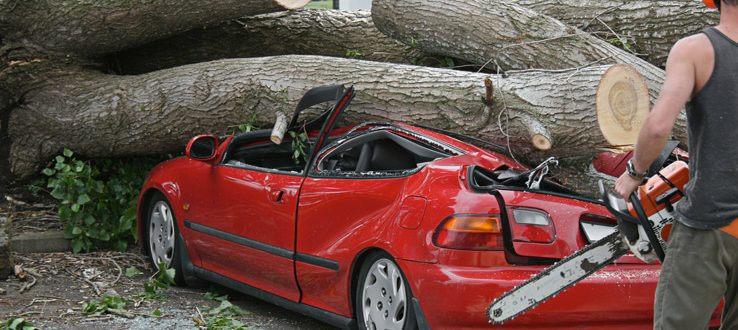 Emergency tree removal tree fall on parked car