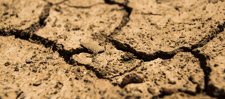 Trees are heavily impacted when roots are subjected to eroded or compacted soil