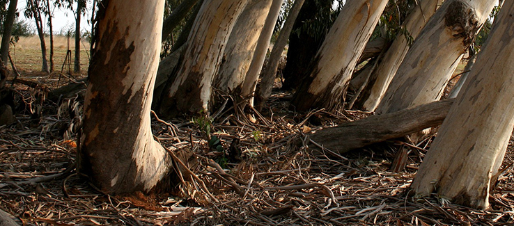 Trees considered messy include eucalyptus