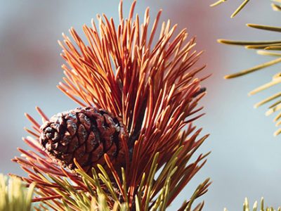 Evergreen tree blight disease causing chlorosis and death of foliage