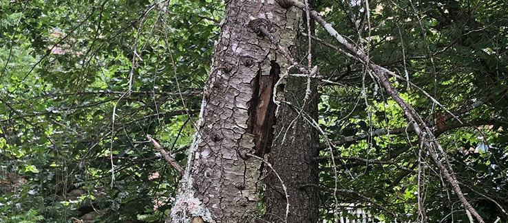 Evergreen tree canker disease causing open wound in trunk and foliage loss