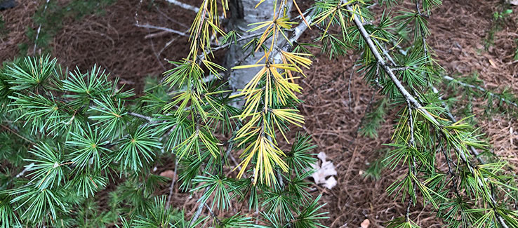 Evergreen tree disease with diplodia blight causing chlorosis of foliage