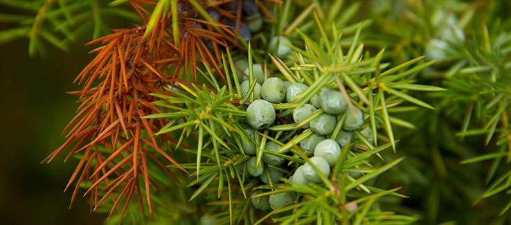 Evergreen juniper tree with blight disease causing chlorosis and illness