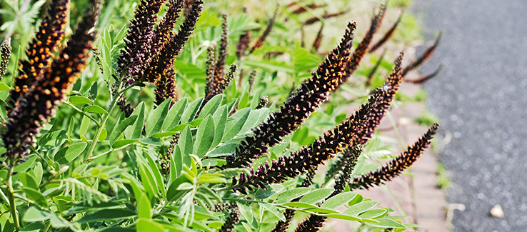 Amorpha fruticosa