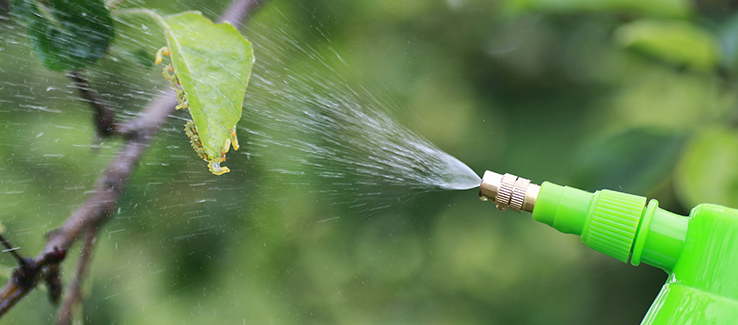 farmer applying chemical controls to plants to manage citrus canker