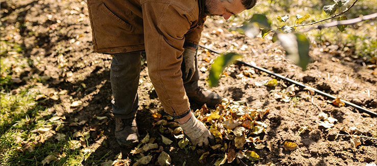 farmer removing and mulching fallen leaves