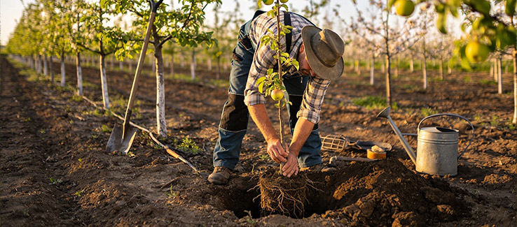 farmer replanting new apple trees in an apple orchard