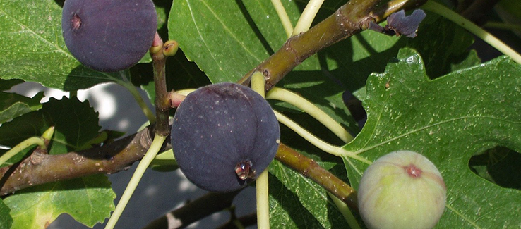 Zone 7 exotic landscape fruit trees include figs
