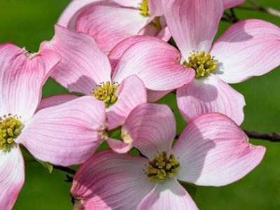 flowering dogwood tree