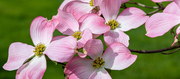 flowering dogwood tree