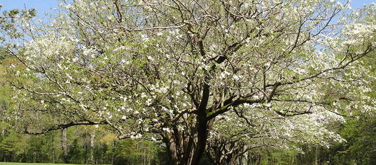 Excellent trees for privacy screens include flowering dogwood