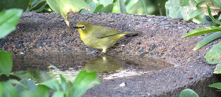 Components of an Atlanta Georgia landscape include water features like a birdbath