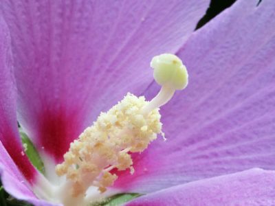 Hardy giant hibiscus flowering with purple bloom