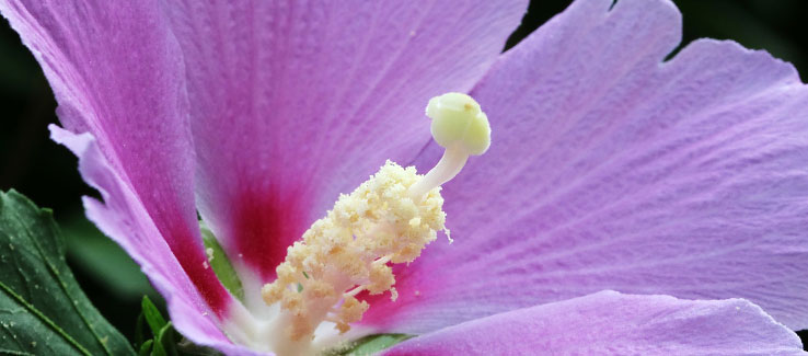 Hardy Hibiscus Or Rose Of Sharon - HIBISCUS SEEDS, Rose of Sharon ,cold hardy, flowering Shrub