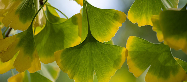 Trees considered messy include ginkgo biloba