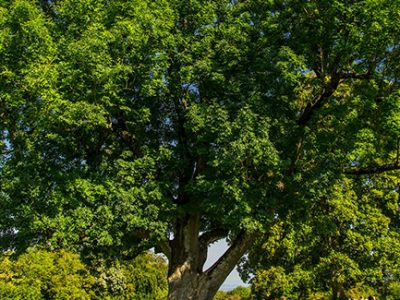 Green ash is one of the more susceptible of the species