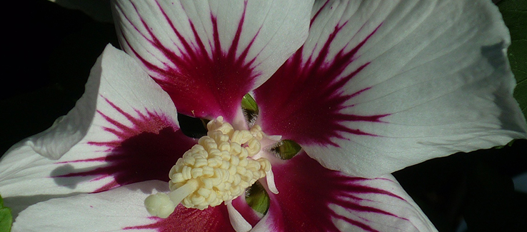 Hibiscus moscheutos