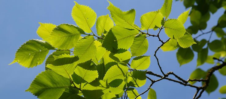 Healing medicinal elm tree and leaves for backyard landscape