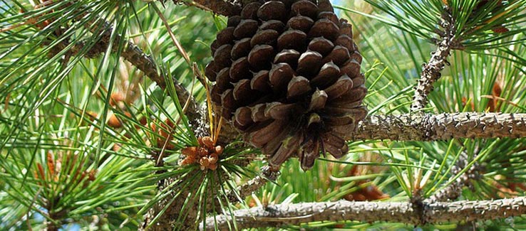 Healing pine tree for backyard landscape