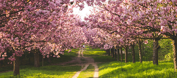 healthy cherry blossom tree thriving in a well-maintained garden