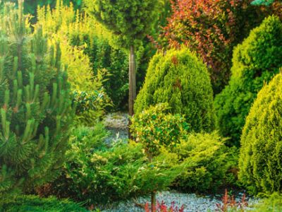 Home garden with trees and shrubs