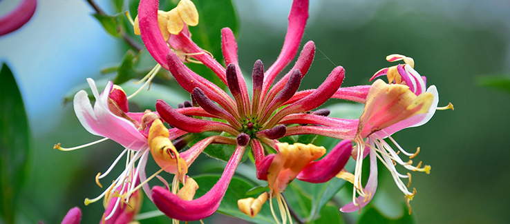 Some of the best ground cover plants include honeysuckle