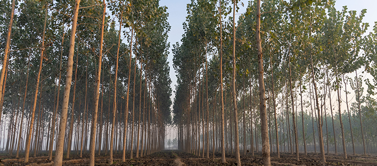 Excellent trees for privacy screens include hybrid poplars