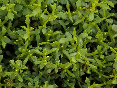 Some of the best ground cover plants include ice plant