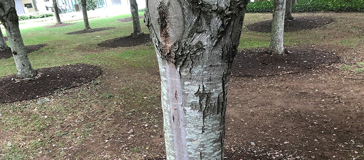 Tree infected with bacterial wetwood treated