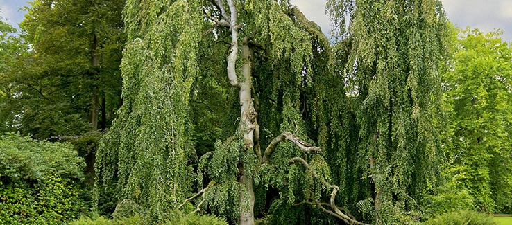 Invasive willow tree species