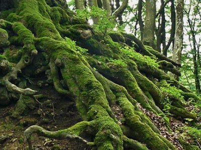 surface roots of an invasive Invasive tree species