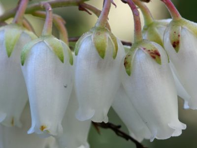 Broad leafed evergreen andromeda shrub shrub in Atlanta