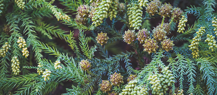 Excellent trees for privacy screens include japanese cedar