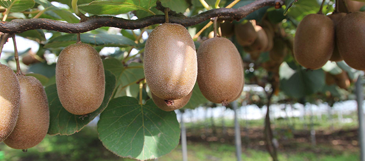 Zone 7 exotic landscape fruit trees include kiwi