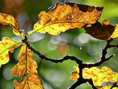 Leaf spot infections can lead to multiple tree debilitating secondary infections and infestations