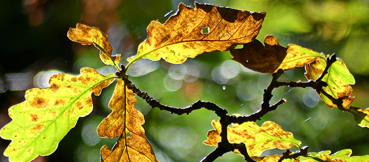 Silver Leaf Fungus, Garden Pests & Diseases, Gardening Tips