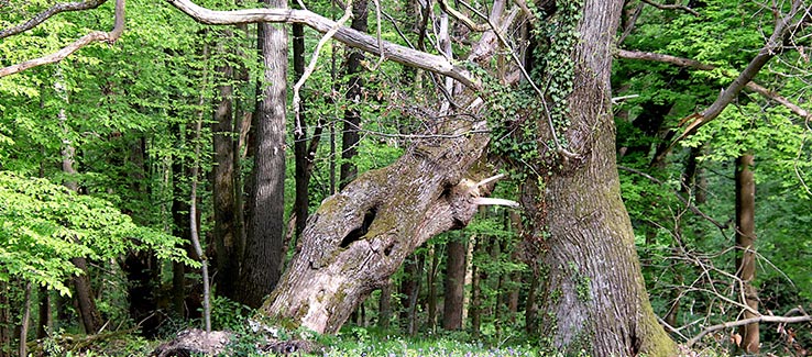 Dying oak tree symptoms include sudden leaning or falling