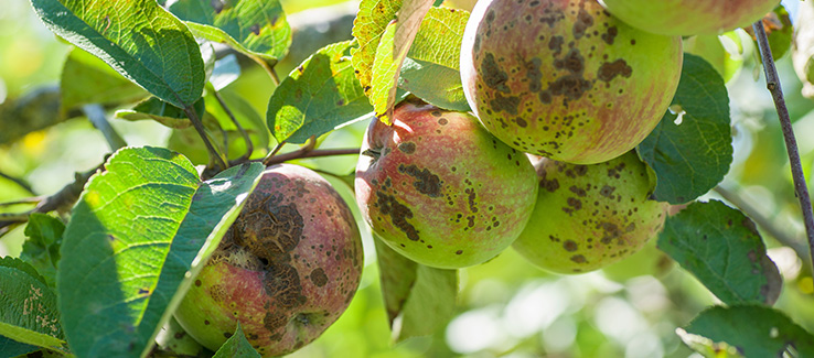 apple leaves exhibiting apple scab infection caused by the fungus Venturia inaequalis