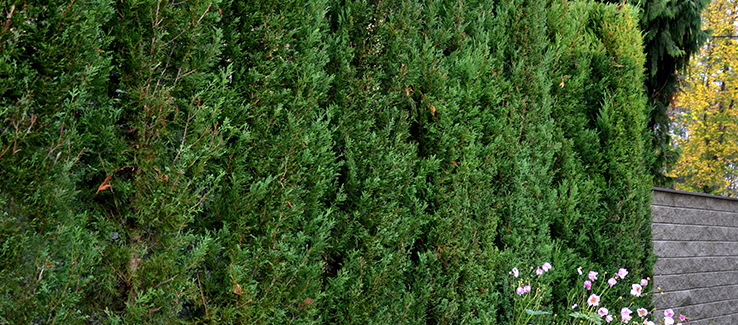 Excellent trees for privacy screens include leyland cypress