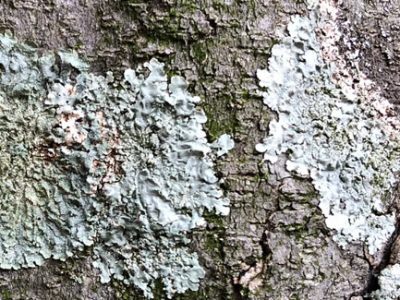 Lichens attached and growing on the bark of a tree