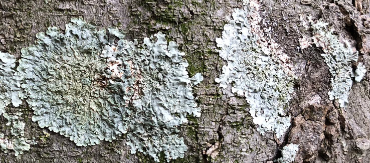 Lichens attached and growing on the bark of a tree