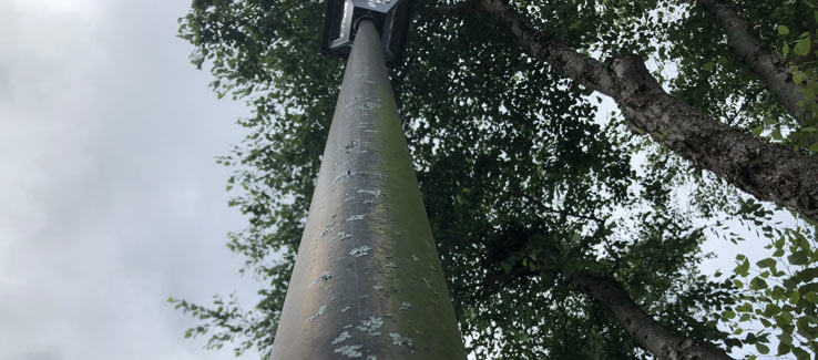 Lichens attached and growing on a metal lamp post