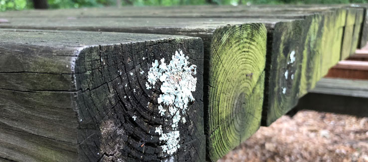 Lichen growth on a wooden park bench