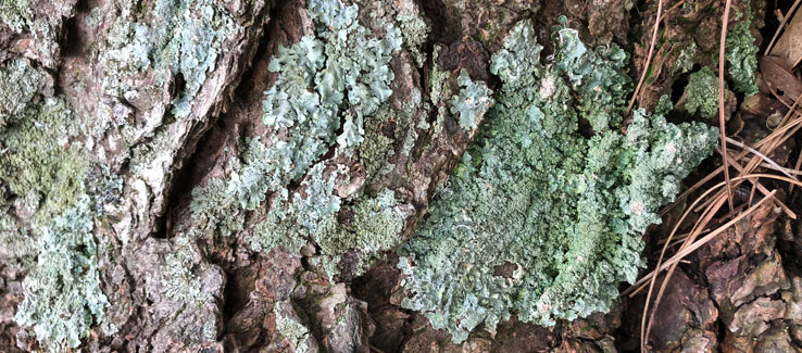 Tree bark covered with lichens