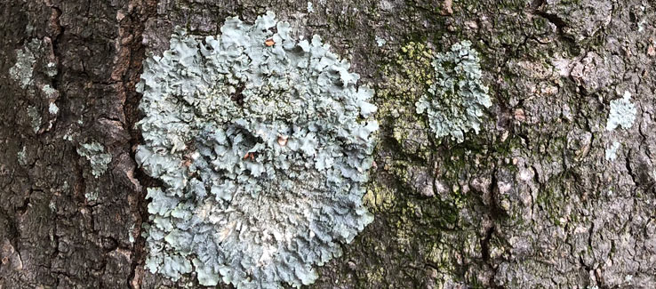Healthy tree with Lichens growing on its bark