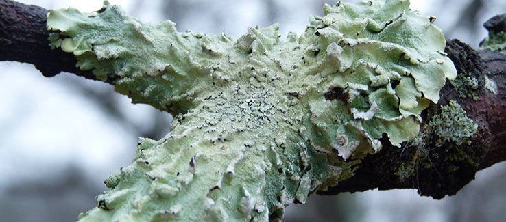 Pine tree with lichens growing on bark