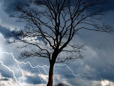 A lightning strike can destroy a tree