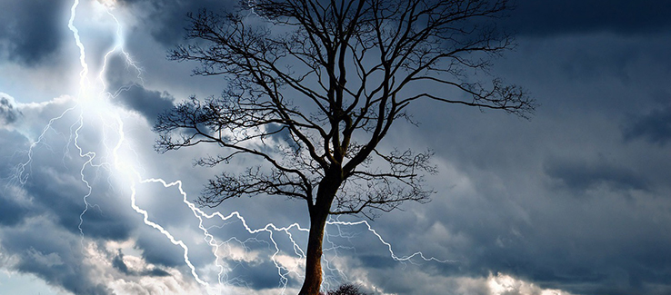 A lightning strike can destroy a tree